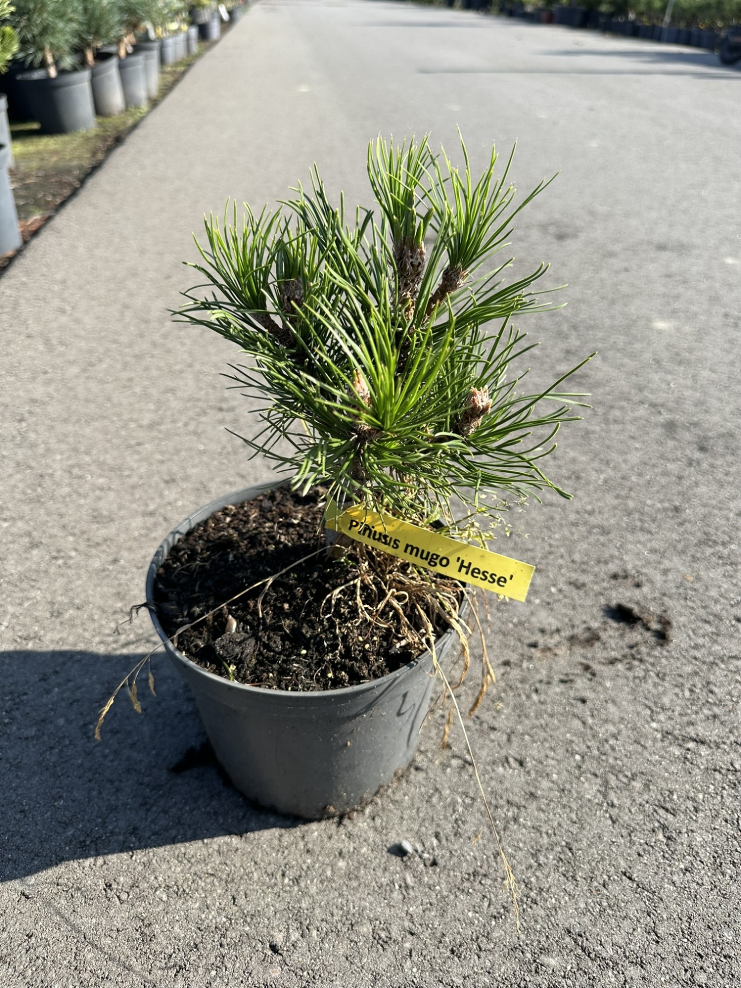 Сосна горная Хессе